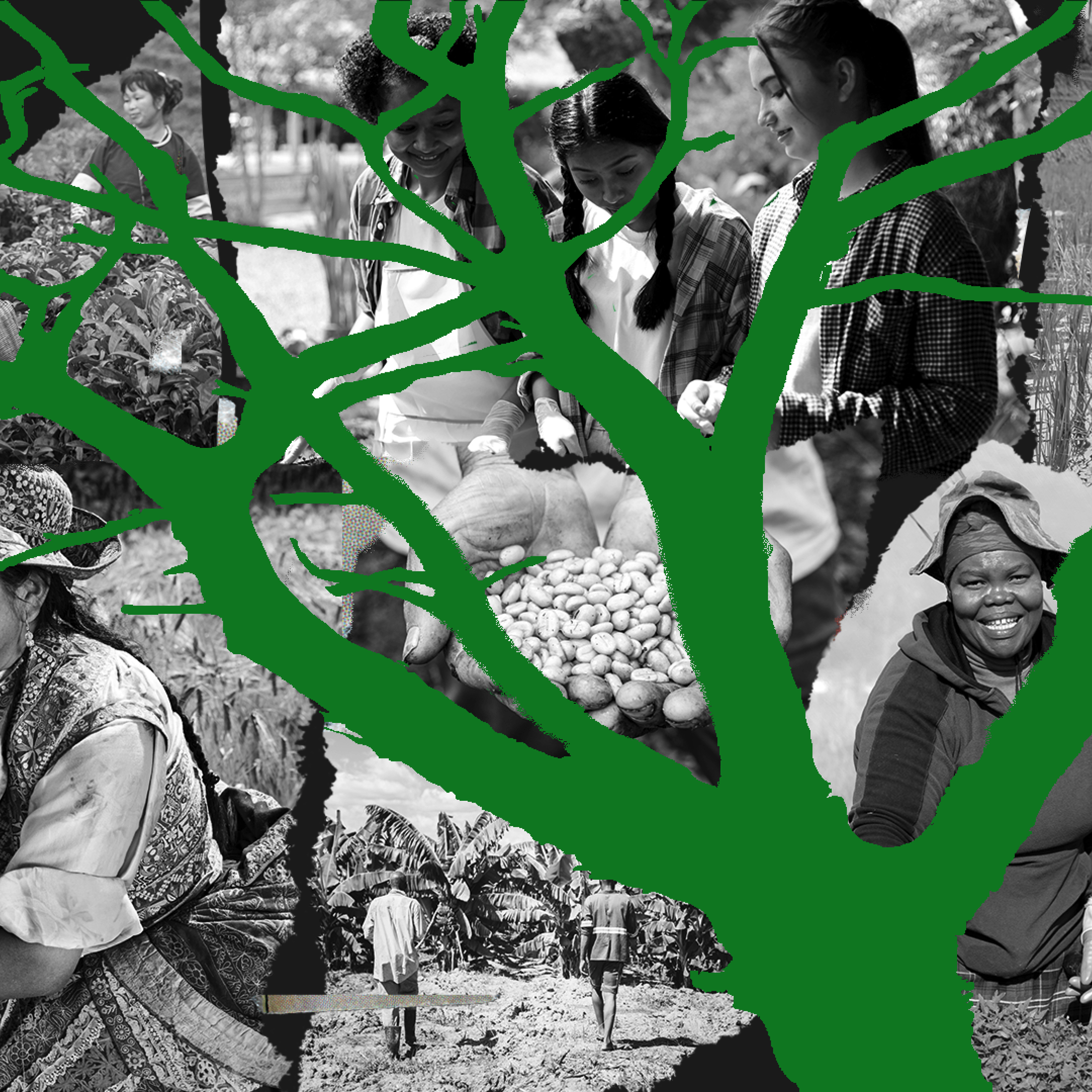 Collage of agriculture workers working in the field